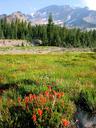 Wildflowers in Shastas Panther Meadows.
